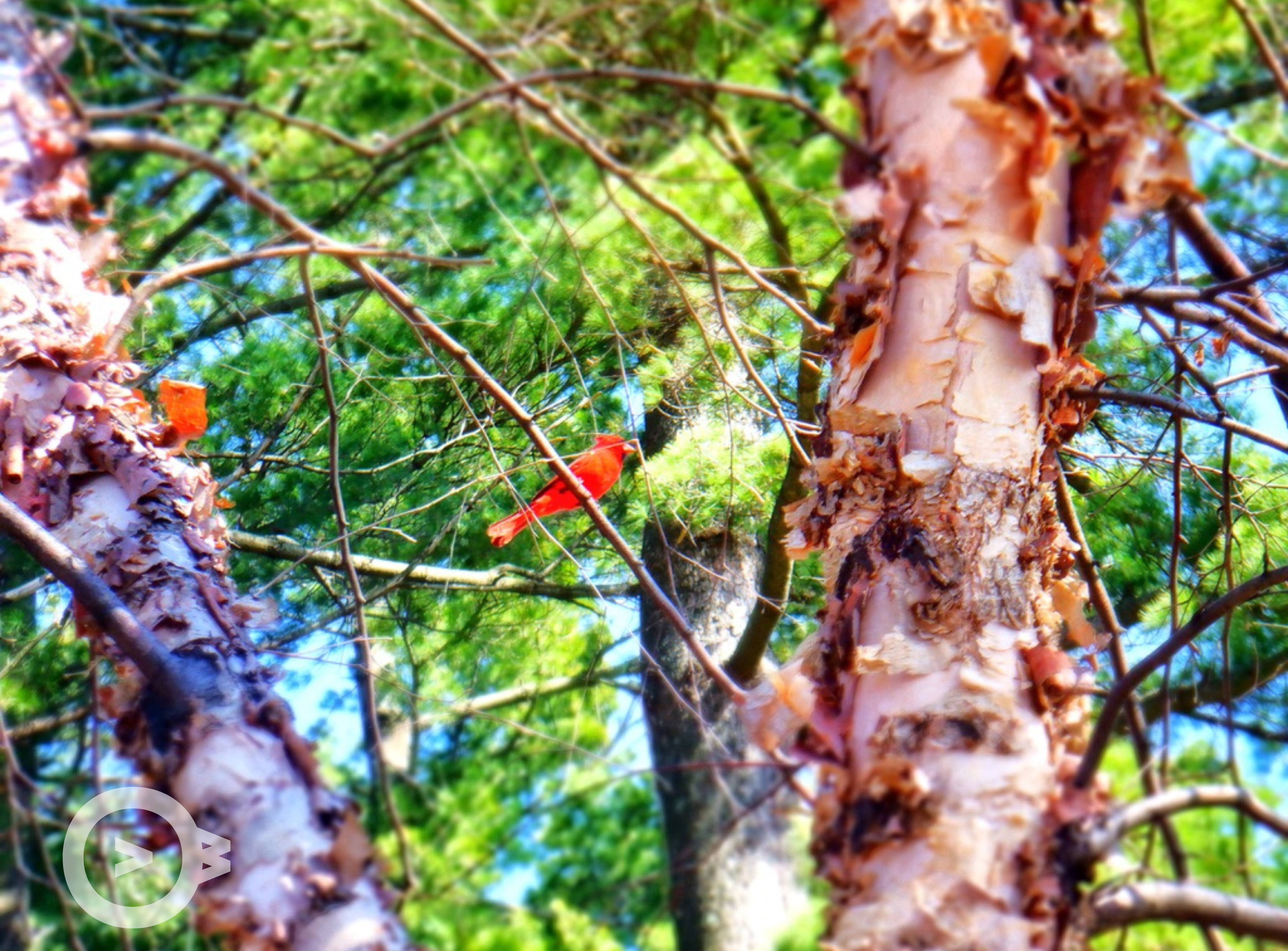 Cardinal in a birch tree
